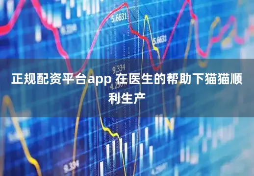 正规配资平台app 在医生的帮助下猫猫顺利生产